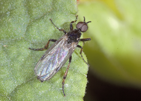 Bibionidae