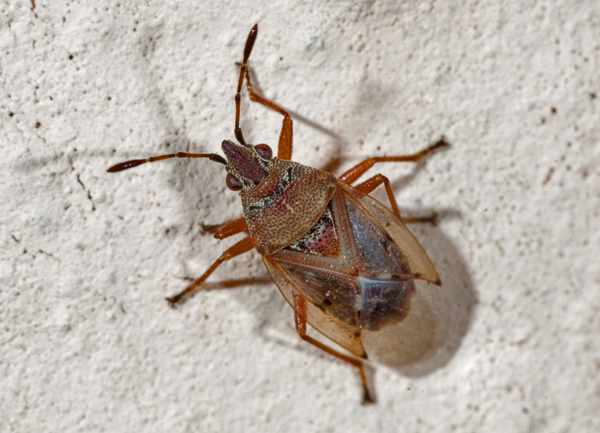 Rhopalidae? No, Lygaeidae: Kleydoceris cfr. resedae