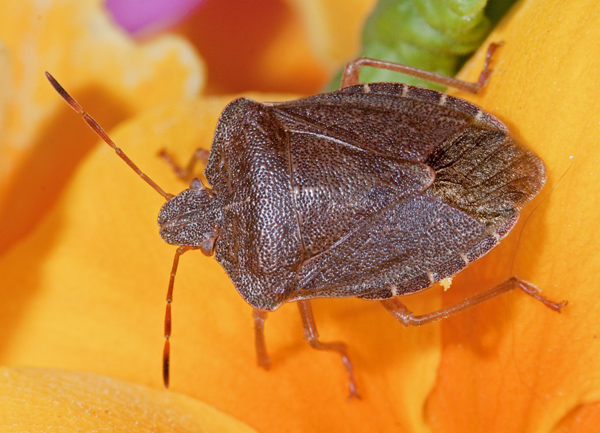 Pentatomidae piemontese: Palomena prasina