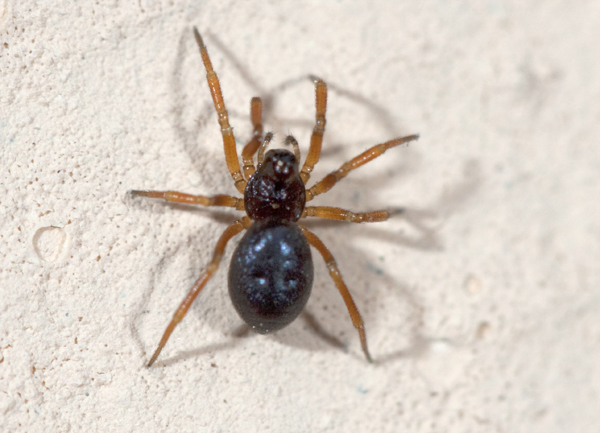 Linyphiidae