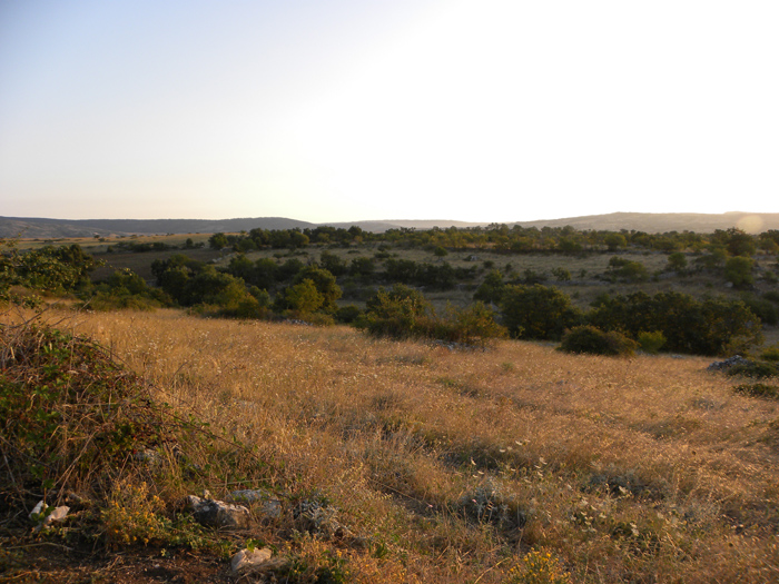 Averla piccola ambientata