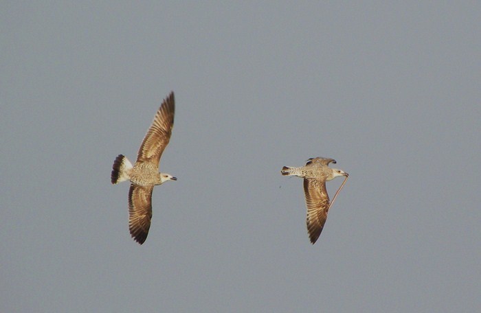 Inseguimento aereo