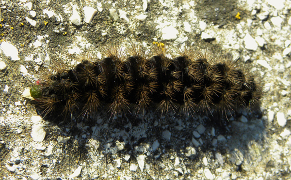 determinazione larva - cfr. Arctia villica - Arctiidae