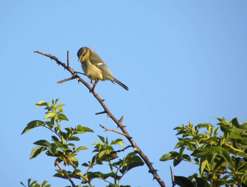 Cyanistes caeruleus