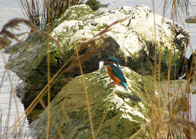 Martin pescatore in caccia