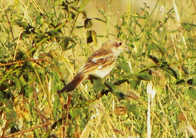 Averla piccola ambientata