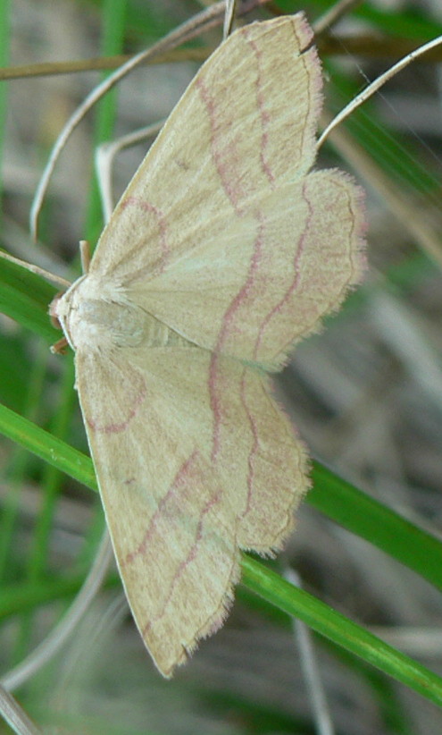 geometride : Rhodostrophia vibicaria