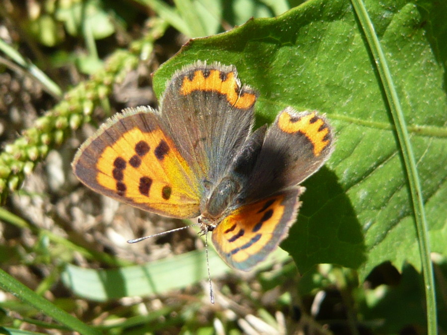 lycaenidae da identificare - Lycaena phlaeas