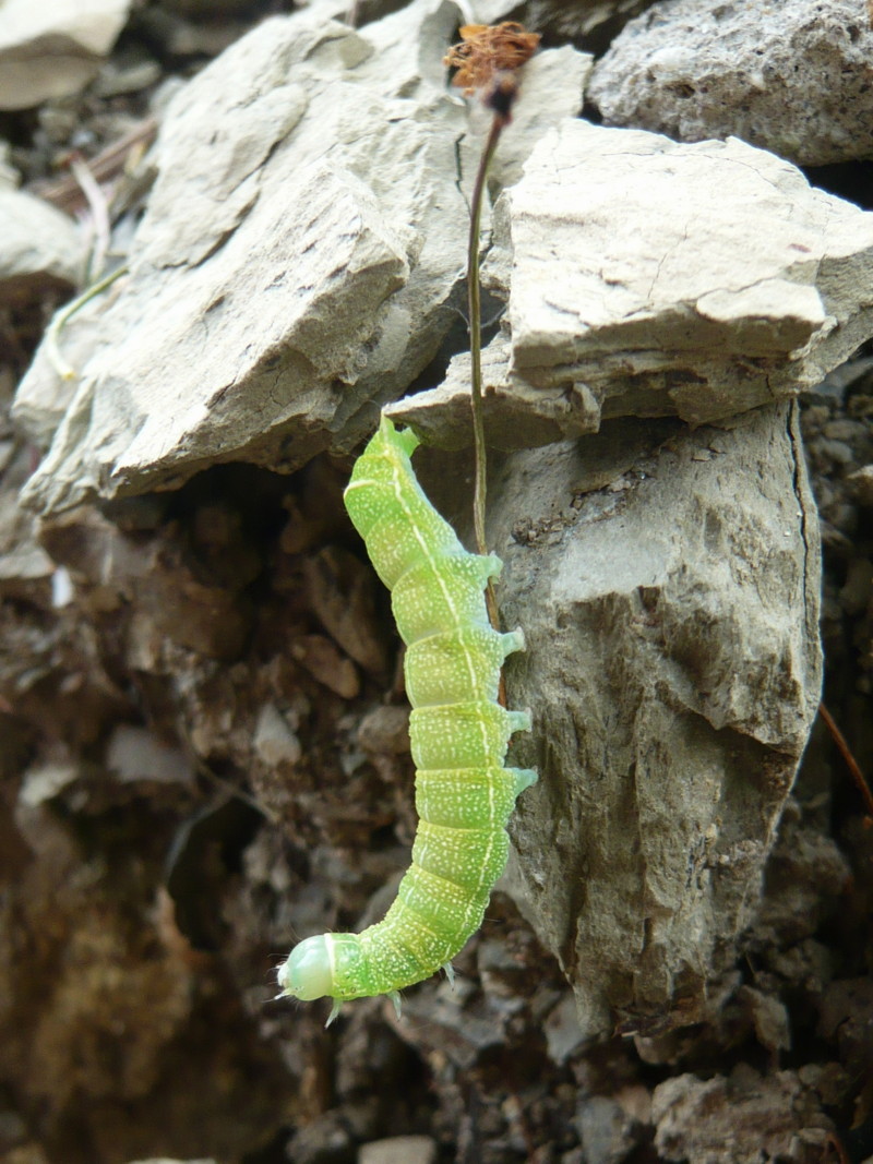 bruco di Pyrois effusa? No  -  Orthosia cerasi