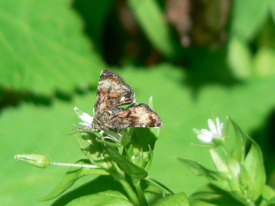 Panemeria tenebrata?