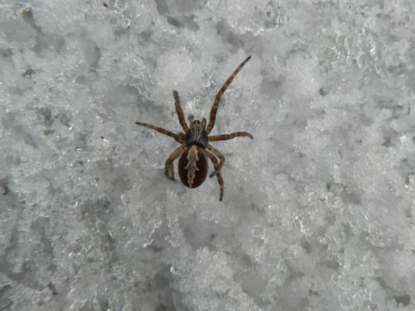 Aculepeira sp.