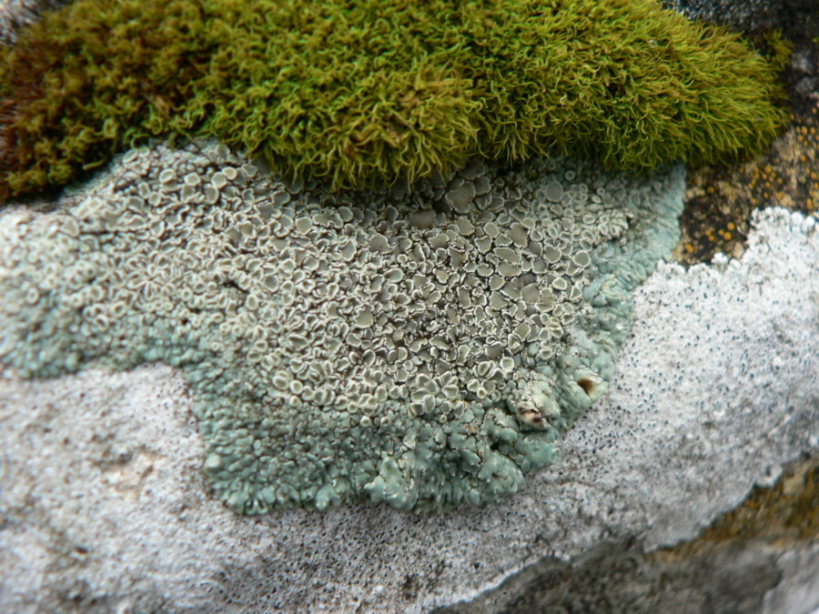 Physcia? - Lecanora (=Protoparmeliopsis) muralis