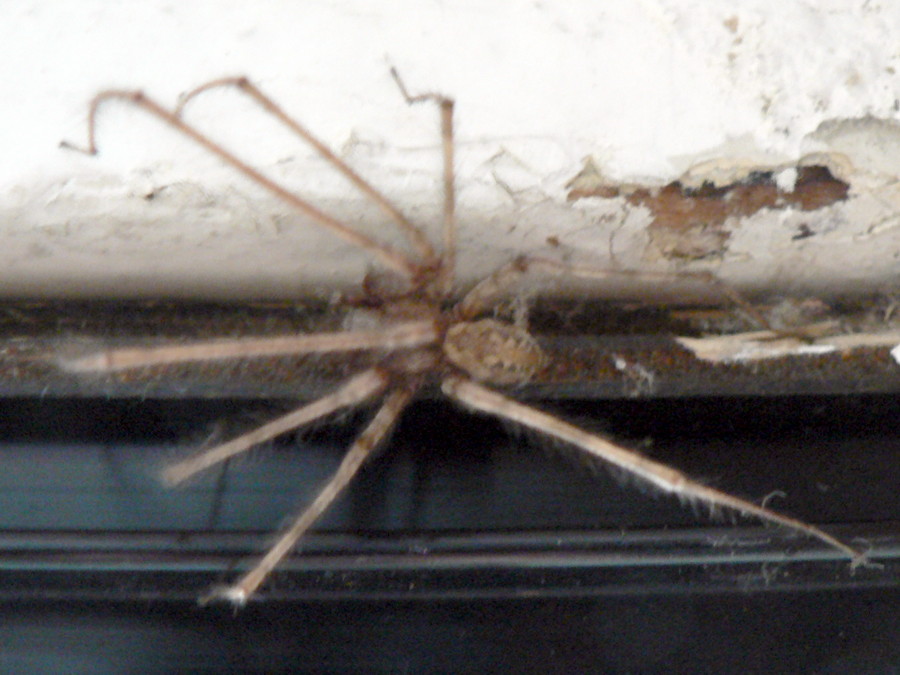 Tegenaria sp.