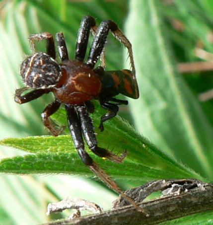 Xysticus sp.