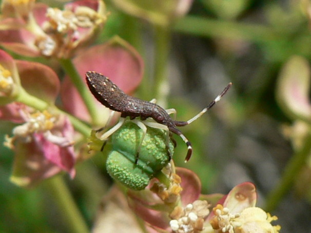 Coreidae e Stenocephalidae a confronto