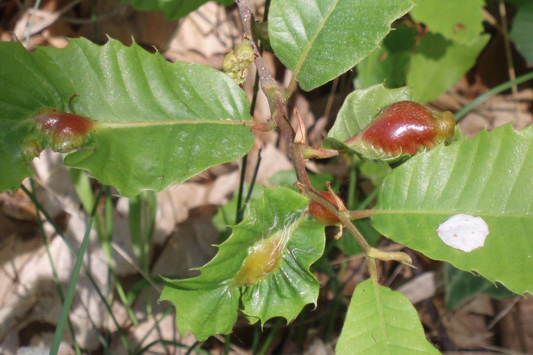 parassita? - Galle di Dryocosmus kuriphilus