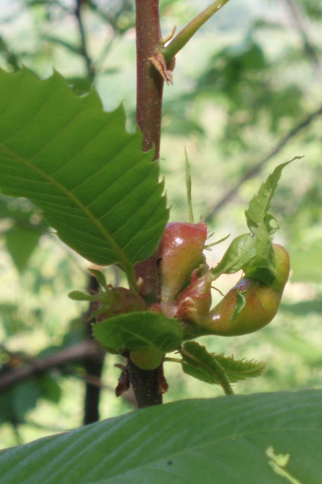 parassita? - Galle di Dryocosmus kuriphilus