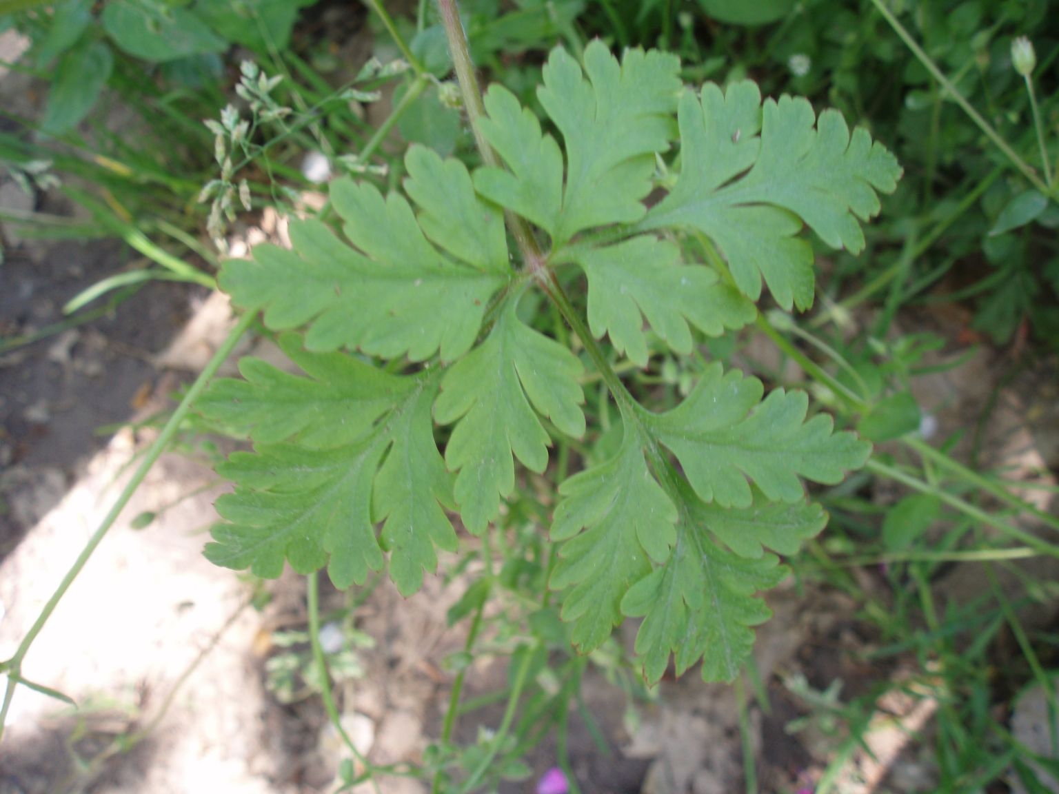 Geranium robertianum / Geranio di S.Roberto