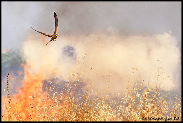 Gheppio tra le fiamme