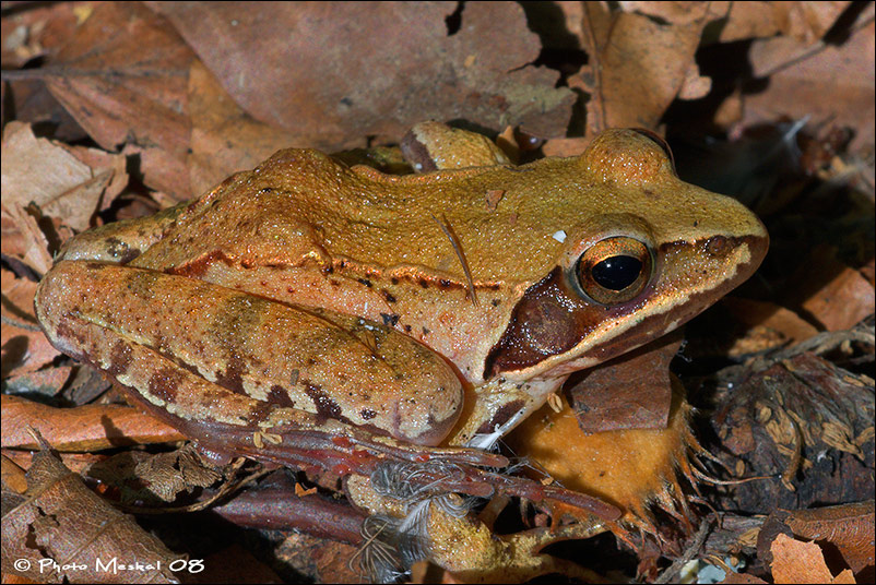 Rana mimetizzata... - Rana dalmatina