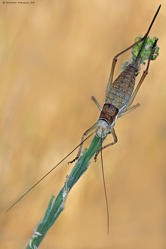 Aiuto ID: prob. Ephippiger apulus