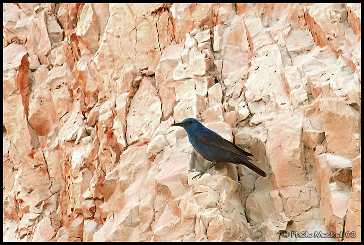 Passero solitario