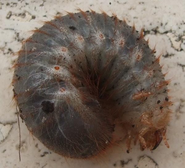 Larva di Cetonia aurata
