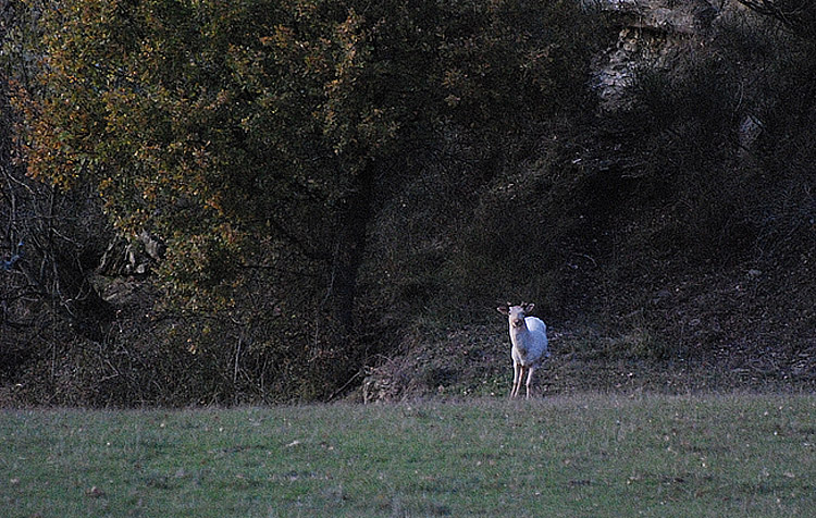 Daino: colorazione del mantello e altro...