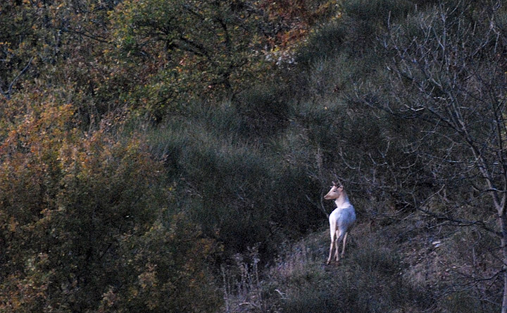 Daino: colorazione del mantello e altro...