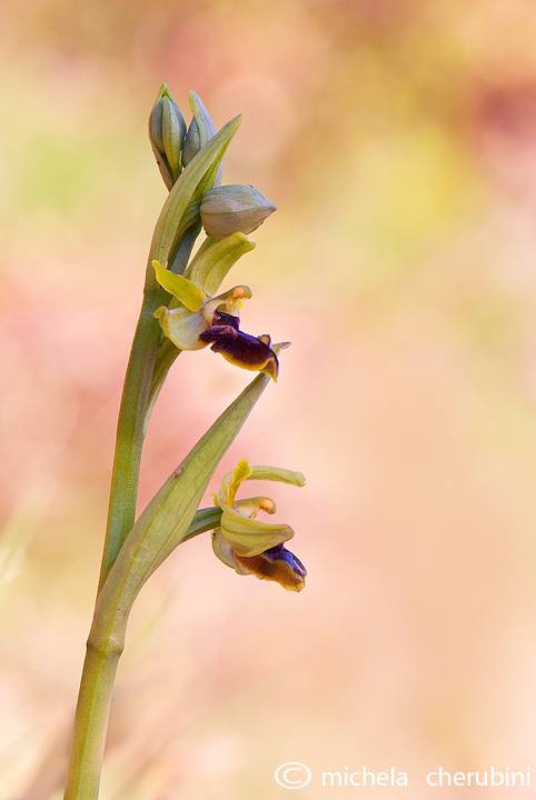 Ophrys sphegodes