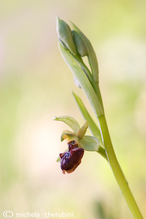 Ophrys sphegodes