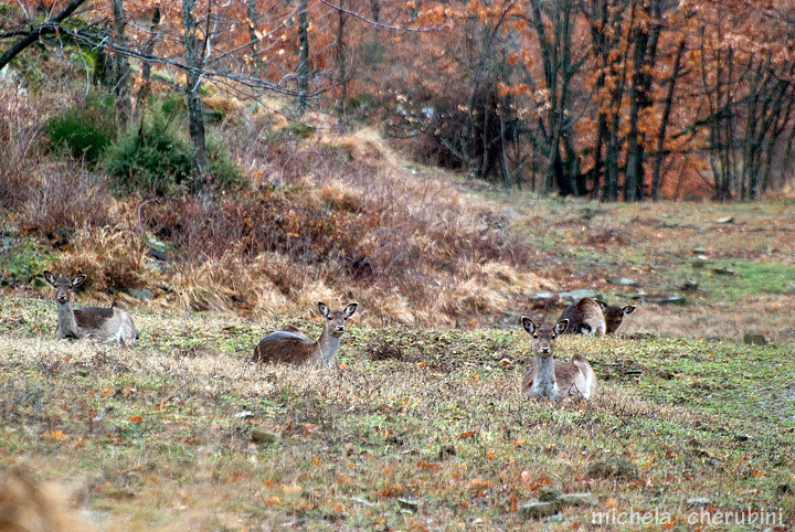 Daino: colorazione del mantello e altro...