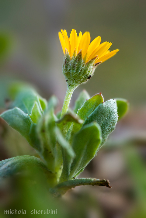 Calendula arvensis