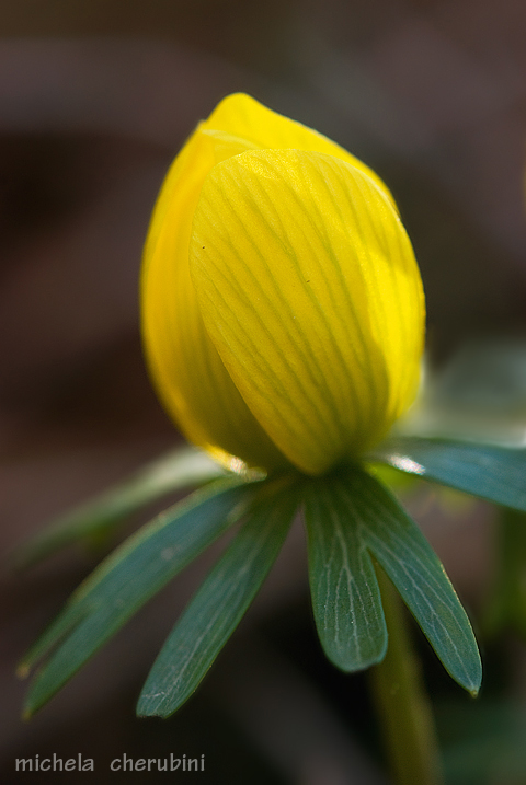 primi fiori dell''anno