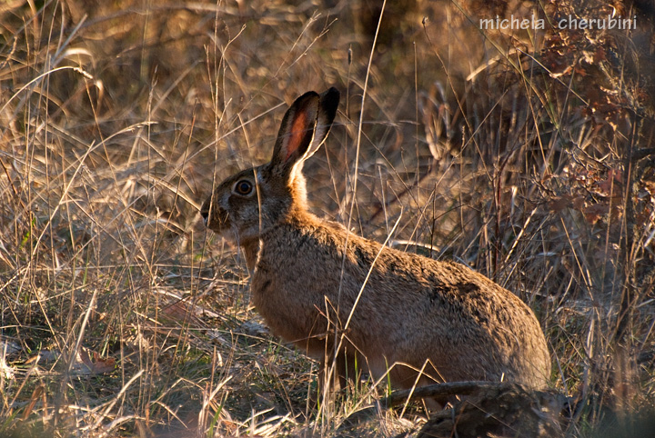 RODITORI E LAGOMORFI SELVATICI