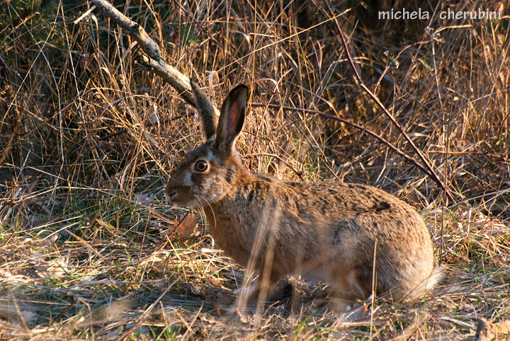 RODITORI E LAGOMORFI SELVATICI