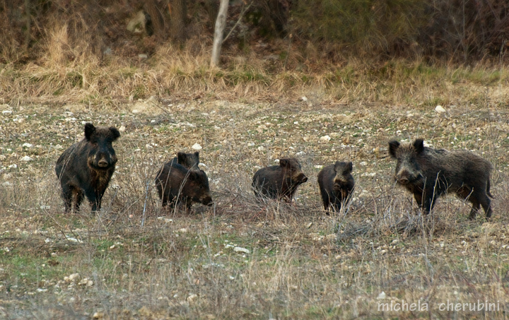 IL CINGHIALE