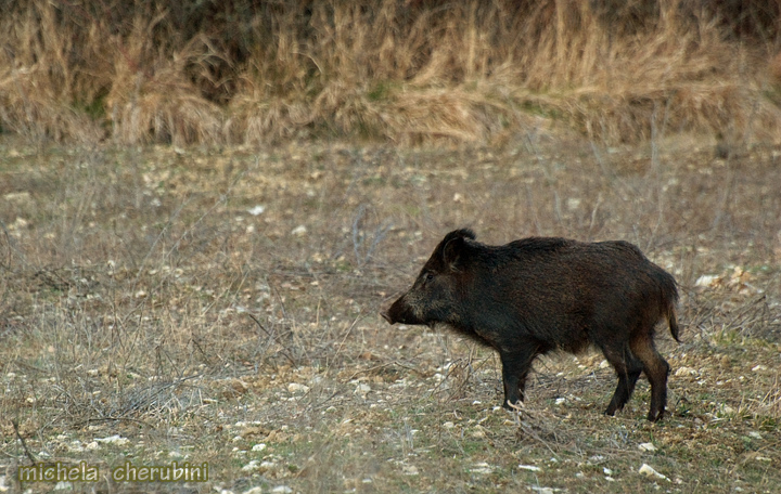 IL CINGHIALE