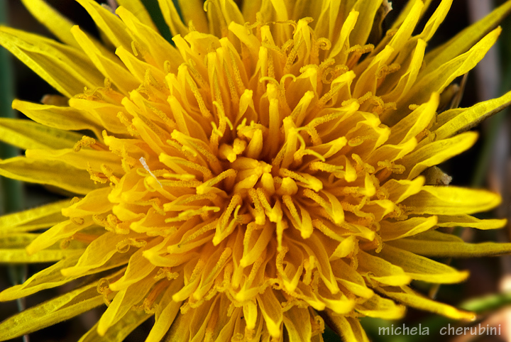 Taraxacum officinale / Tarassaco officinale