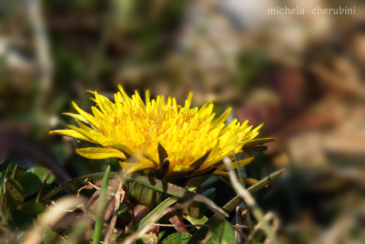 Taraxacum officinale / Tarassaco officinale