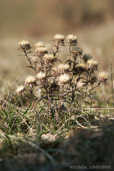 Carlina vulgaris / Carlina bianca