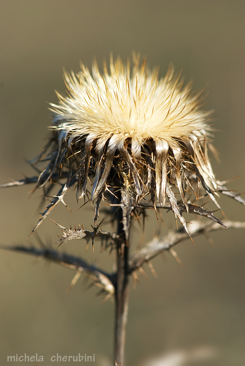 Carlina vulgaris / Carlina bianca