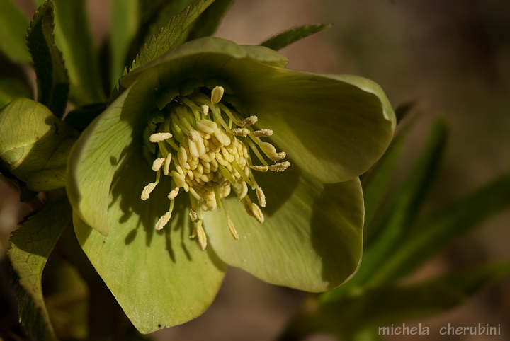 Helleborus