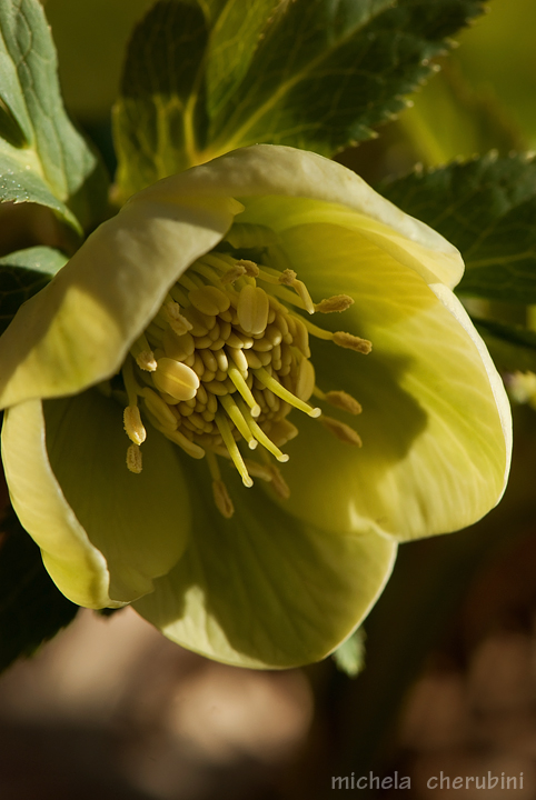 Helleborus