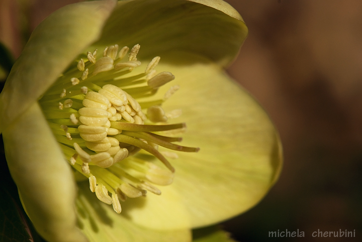 Helleborus