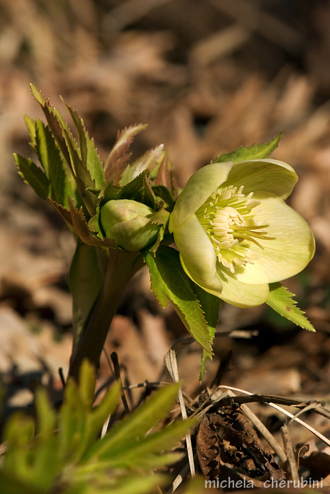 Helleborus