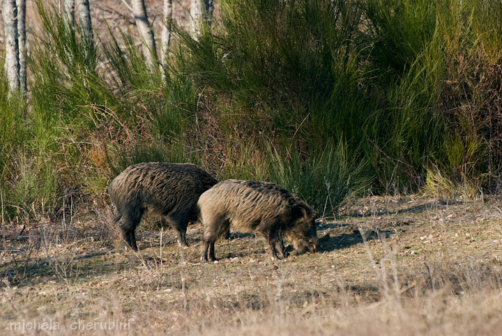 IL CINGHIALE