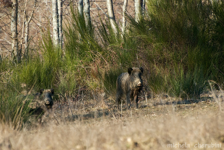 IL CINGHIALE