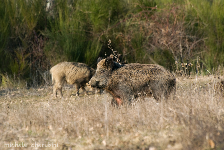 IL CINGHIALE