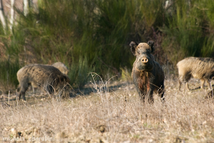 IL CINGHIALE